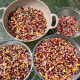 Painted Mountain corn bounty