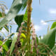 Bees collect pollen from the corn tassel.