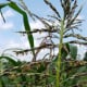 Rice-like anthers appear dangling from the branches of the tassel.