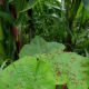 Red anthers fall onto the squash leaves in the three sisters garden.