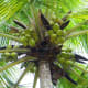 Coconut Palm