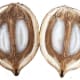 Babassu Seed