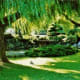 Lush greenery