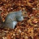 Eastern Gray Squirrel in Beacon Hill Park