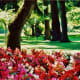 Park scenery