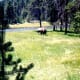 Buffalo grazing in Yellowstone