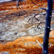 These trees slowly absorb chemicals from the earth and die.