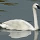 Trumpeter Swan