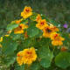 Nasturtiums