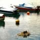 Boats moored near the shore