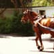 Horse-drawn carriage