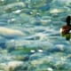 Duck swimming in the water