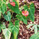 Anthuriums at the Nani Mau Gardens