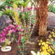 Numerous orchids and other plants