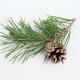SCOTS PINE TREE BRANCH