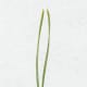 SCOTS PINE NEEDLES TWIST