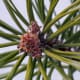 SCOTS PINE NEEDLES and WINTER BUD