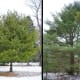 Left: WHITE PINE TREE in OPEN LANDSCAPE Right: WHITE PINE TREE in CROWDED FOREST