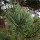 SCOTS PINE TREE BRANCH