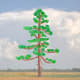 JACK PINE TREE PHOTO DRAWING
