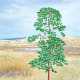 RED PINE TREE PHOTO DRAWING