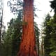 sequoia-and-kings-canyon-national-parks-general-sherman-tree-and-more