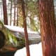 Giant Forest Area