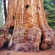 Giant sequoia