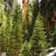 sequoia-and-kings-canyon-national-parks-general-sherman-tree-and-more