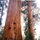 sequoia-and-kings-canyon-national-parks-general-sherman-tree-and-more