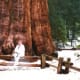 There I am seated in front of the General Sherman tree.