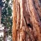 The thick bark of sequoia trees