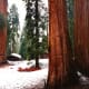 Some of the cabins that were due to be relocated in order to preserve the sequoia trees from damage.