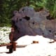 Cross section of a cut giant sequoia tree