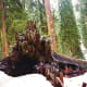 Fallen Monarch Tree