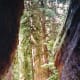 sequoia-and-kings-canyon-national-parks-general-sherman-tree-and-more