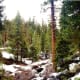 Area within the Giant Forest where cabins used to be located.