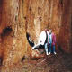Look at the size of that tree! Not all of the base is even in the picture!