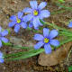 Blue-eyed Grass