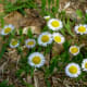 Fleabane