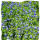 Field of bluebonnets