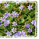 photos-of-bluebonnets-and-other-texas-wildflowers-in-the-spring