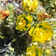 Cactus flowers