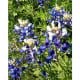 Bluebonnets