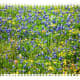 photos-of-bluebonnets-and-other-texas-wildflowers-in-the-spring