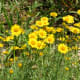photos-of-bluebonnets-and-other-texas-wildflowers-in-the-spring