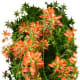 Explosion of Indian Paintbrush