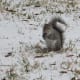 Found the nut!