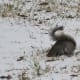 A busy squirrel in our front yard