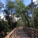 Under a Canopy of Trees at Peck Lake Park, Hobe Sound, Florida.